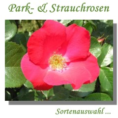 Park- & Strauchrosen