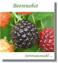 Beerenobst