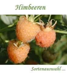 Himbeeren