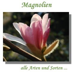 Magnolien