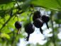 Preview: Ribes divaricatum mit sommerlichen Früchten