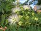 Preview: Der Schlafbaum (Albizia julibrissin) blüht im Sommer.
