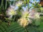 Preview: Seidenbaum, Schlafbaum - filigrane rosa Blüten