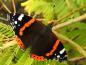 Preview: Albizia julibrissin - auch bei Schmetterlingen beliebt