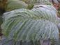 Preview: Seidenbaum (Albizia julibrissin) - große gefiederte Blätter mit Raureif