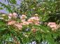 Preview: Persiskt Silkesträd Umbrella, Albizia julibrissin Umbrella