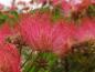 Preview: Persiskt Silkesträd Umbrella, Albizia julibrissin Umbrella