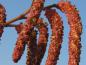 Preview: Männliche Blüten von Alnus incana Aurea im Spätwinter (Detail)