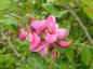 Preview: Rosarotblühende Robinie (Robinia pseudoacacia Casque Rouge)