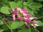 Preview: Die Blüte von Robinia pseudoacacia Pink Cascade im knospigen Zustand