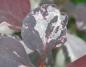 Preview: Berberis ottawensis Silver Miles