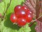 Preview: Åkerbär, Rubus arcticus