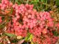 Preview: Rosarote Früchte der Prachtberberitze (Berberis rubrostilla Autumn Beauty)