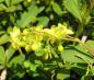 Preview: Gelbe Blüte der Prachtberberitze (Berberis rubrostilla Autumn Beauty)