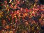 Preview: Gelbrote Herbstfärbung der Prachtberberitze (Berberis rubrostilla Autumn Beauty)