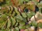 Preview: Vitgrenigt hallon, Rubus cockburnianus