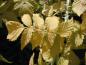 Preview: Vitgrenigt hallon Golden Vale, Rubus cockburnianus Golden Vale
