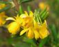 Preview: Gelbe Blüten der Dotterberberitze