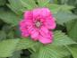 Preview: Prunkhallon Olympic Double, Rubus spectabilis Olympic Double