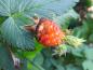 Preview: Orange Frucht der Gefülltblühende Lachsbeere