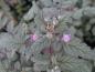 Preview: Tibethallon Silver Fern, Rubus thibetanus Silver Fern