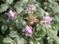 Preview: Rubus thibetanus Silver Fern mit rosa Blüten