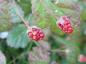 Preview: Kaliforniska björnbär, Rubus ursinus