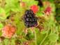 Preview: Rubus ursinus