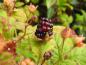 Preview: Rubus ursinus