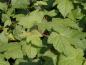 Preview: Rubus Walberton