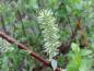 Preview: Fruchtstand von Salix apennina