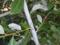 Preview: Salix daphnoides Oxford Violet
