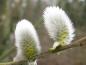 Preview: Salix daphnoides pomeranica blüht im März.