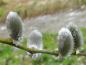 Preview: Frühblühende Salix daphnoides pomeranica