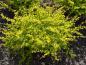 Preview: Freistehende Pflanze Berberis thunbergii Aurea