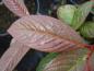 Preview: Salix fargesii