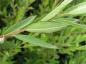 Preview: Salix himalayensis