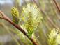 Preview: Salix himalayensis