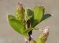 Preview: Salix moorei