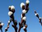 Preview: Salix myrtilloides