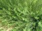 Preview: Salix purpurea Nancy Saunders