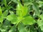 Preview: Salix pyrifolia