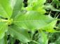 Preview: Salix pyrifolia