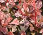 Preview: Brokbladig häckberberis, Berberis thunbergii Rose Glow