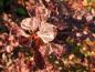 Preview: Berberis thunbergii Rose Glow, Aufnahme aus dem September