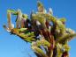 Preview: Skurril gewachsene Triebspitze von Salix sachalinensis Sekka