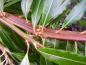 Preview: Verbänderter Trieb der Drachenweide mit dichtstehenden Blättern