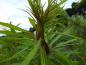Preview: Lange schmale Blätter der Salix Sekka