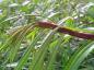 Preview: Verbänderter Trieb der Salix Sekka