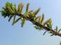 Preview: Salix Sekka mit voll aufgeblühten männlichen Kätzchen
